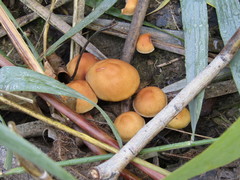 Hypholoma subericaeum