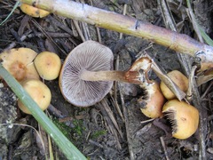 Hypholoma subericaeum
