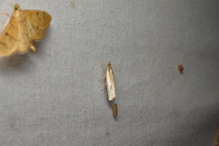 Crambus pseudargyrophorus