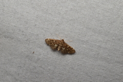Piletocera sodalis
