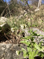 Pseudoturritis turrita