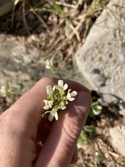 Pseudoturritis turrita
