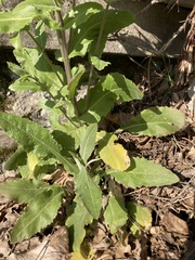 Pseudoturritis turrita