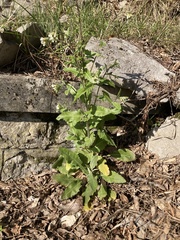 Pseudoturritis turrita