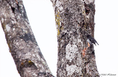Cloud-Forest Robin photo 3