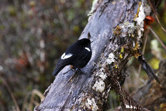 Peneothello sigillata