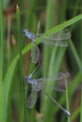 Lestes macrostigma