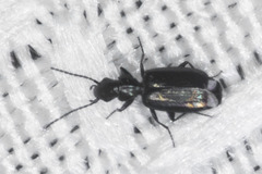 Microlestes