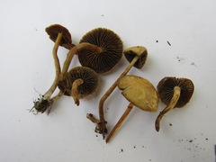 Hypholoma subericaeum