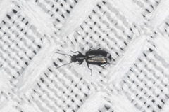 Microlestes