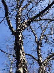 Carya carolinae-septentrionalis