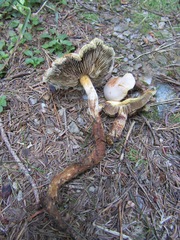 Hypholoma radicosum