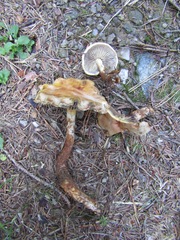 Hypholoma radicosum