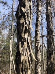 Carya carolinae-septentrionalis