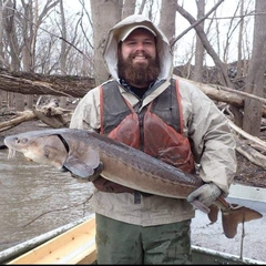 Acipenser fulvescens