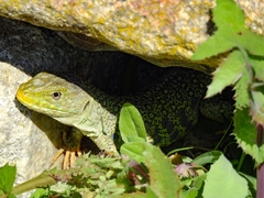 Timon lepidus lepidus