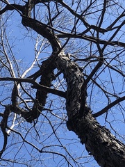 Carya carolinae-septentrionalis