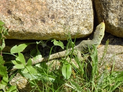 Timon lepidus lepidus