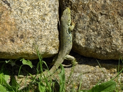 Timon lepidus lepidus