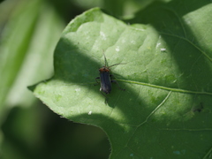 Silis robusticollis