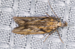 Metopleura potosi