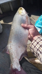 Hiodon alosoides