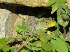 Timon lepidus lepidus