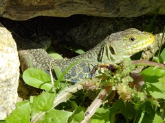 Timon lepidus lepidus