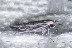 Coleophora discostriata