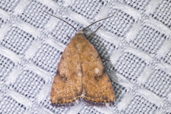 Micrathetis triplex