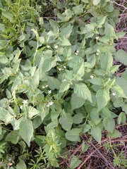 Solanum nigrum