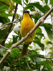 Telophorus nigrifrons nigrifrons