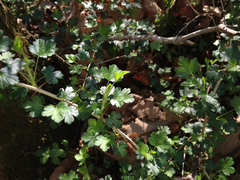 Ribes echinellum