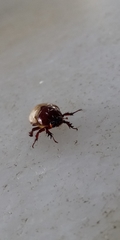 Scarabaeidae