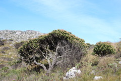 Mimetes fimbriifolius