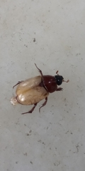 Scarabaeidae