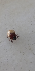Scarabaeidae