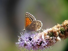 Pseudolucia chilensis