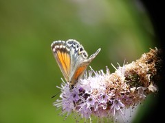 Pseudolucia chilensis