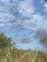 Aristida meridionalis