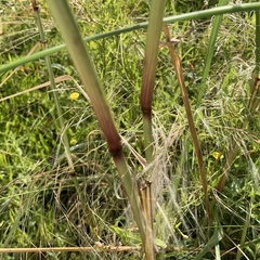 Aristida meridionalis