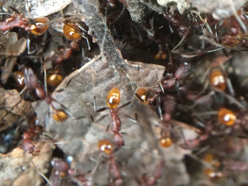 Aphaenogaster reticulaticepsAphaenogaster reticulaticeps