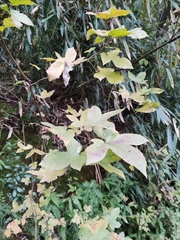 Liquidambar formosana