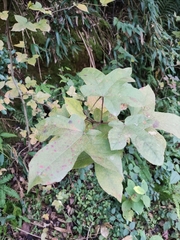 Liquidambar formosana
