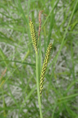 Carex appendiculata