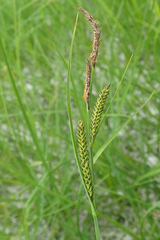 Carex appendiculata