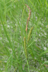 Carex appendiculata