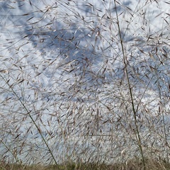 Aristida meridionalis