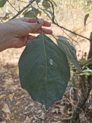 Cordia dodecandra