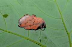 Phyllodesma tremulifolia
